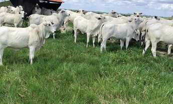 Imagem 6: Fazenda à venda no bairro Centro - Nova Olinda do Maranhão/MA