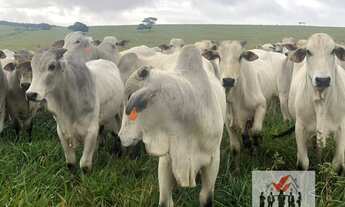 Imagem 5: Fazenda à venda no bairro Centro - Nova Olinda do Maranhão/MA