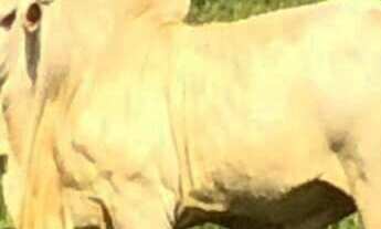 Imagem 7: Fazenda à venda no bairro Centro - Nova Olinda do Maranhão/MA