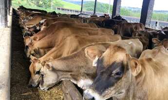 Imagem: Fazenda à venda no bairro Centro - Pouso