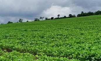 Imagem: Fazenda à venda no bairro Centro - Itamogi/MG