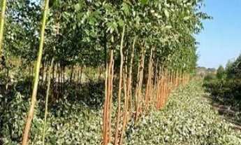 Imagem 6: Fazenda à venda no bairro Centro - Brasilândia de Minas/MG