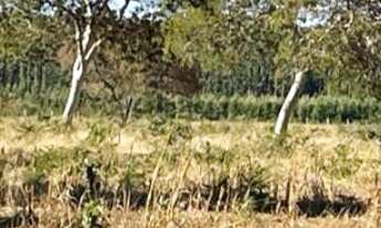 Imagem 2: Fazenda à venda no bairro Centro - Brasilândia de Minas/MG