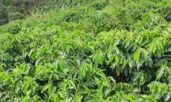 Imagem 5: Sítio à venda no bairro Centro - Botelhos/MG