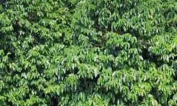 Imagem 3: Sítio à venda no bairro Centro - Botelhos/MG