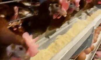 Imagem 2: Indústria à venda no bairro Centro - São Paulo/SP