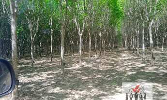 Imagem 6: Fazenda à venda no bairro Centro - Pindorama do Tocantins/TO