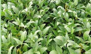 Imagem 7: Fazenda à venda no bairro Centro - Araguaína/TO