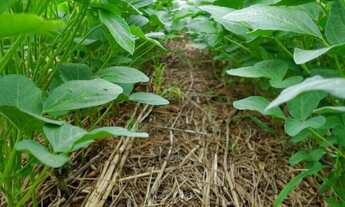 Imagem 6: Fazenda à venda no bairro Centro - Araguaína/TO
