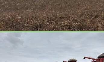 Imagem: Fazenda à venda no bairro Centro - Araguaína/TO