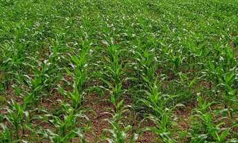 Imagem 5: Fazenda à venda em Araguaína/TO