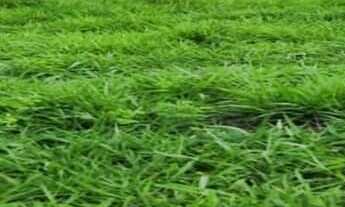 Imagem 2: Fazenda à venda em Araguaína/TO