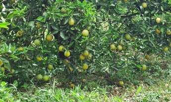 Imagem: Fazenda à venda no bairro Centro - Pompéia/SP