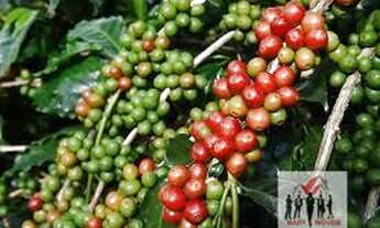Imagem: Sítio à venda no bairro Centro - Caldas/MG