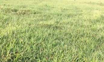 Imagem 7: Fazenda à venda no bairro Vila Ramos - Pouso Alegre/MG