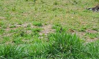 Imagem 2: Terreno à venda em Poços de Caldas/MG