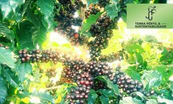 Imagem 2: FAZENDA DE CAFÉ A VENDA no triângulo Mineiro MG