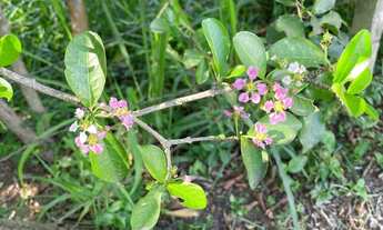 Imagem 3: Terreno Empresarial – 5.200 m² | Localização Estratégica entre Sorocaba e Itu