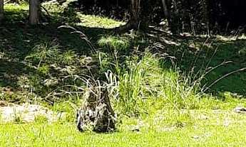 Imagem 3: Terreno Excepcional em frente ao Mar no Ribeirão da Ilha