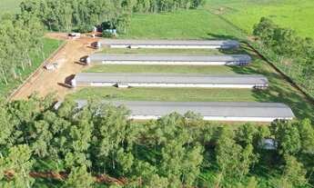 Imagem: FAZENDA COM GRANJA DE FRANGOS DE CORTES