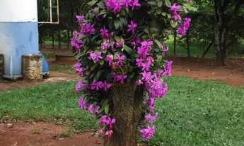 Imagem: Chácara à venda no bairro Parque Tropical