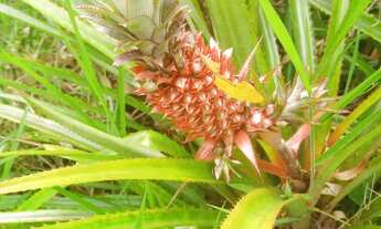 Imagem 6: Charara/Sítio a Venda no Cantagalo em Viamão