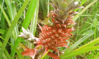 Imagem 5: Charara/Sítio a Venda no Cantagalo em Viamão