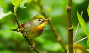 Imagem 5: Casa à venda no bairro Centro - Vespasiano/MG