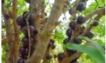 Imagem: Sítio à venda no bairro Ravena - Sabará/MG