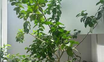 Imagem: Casa Alto Padrão em Altos do Paraíso