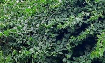 Imagem 3: Terreno em Condomínio em Vale do Sol, Botucatu/SP