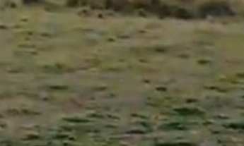 Imagem: Sítio em Quadra - SP