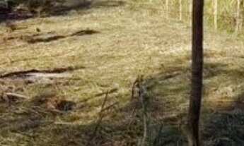 Imagem: Terreno à venda no bairro Cidade Jardim