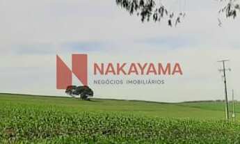 Imagem 7: LINDO SITIO/AREA PRODUTIVA LOCALIZADA NO BRATISLAVA CAMBÉ-PR