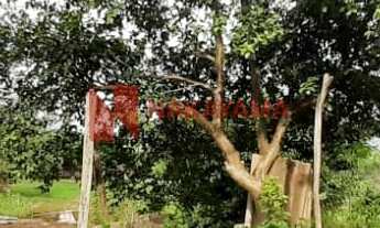 Imagem 5: LINDO SITIO/AREA PRODUTIVA LOCALIZADA NO BRATISLAVA CAMBÉ-PR