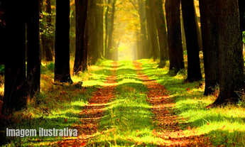 Imagem: Terreno à venda no bairro Centro - Bom
