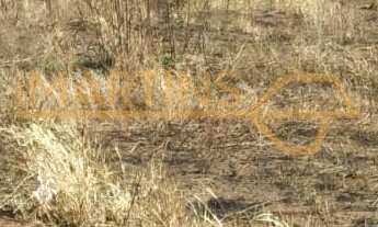 Imagem: Terreno à venda no bairro Bosque - Araguari/MG