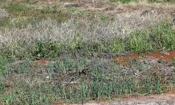 Imagem 2: Terreno Lote para Venda em Efapi Chapecó-SC
