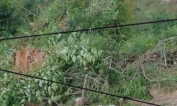 Imagem: Terreno à venda no bairro Vila Santo Antônio