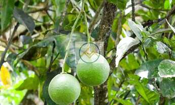 Imagem 3: Chácara em Salvadorzinho, Itaporanga DAjuda/SE