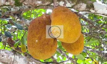 Imagem 6: Chácara em Salvadorzinho, Itaporanga DAjuda/SE