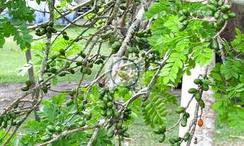 Imagem 5: Chácara em Salvadorzinho, Itaporanga DAjuda/SE