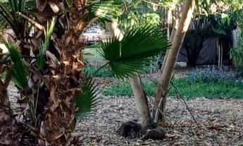 Imagem: Terreno em Recanto Fortuna, Campinas/SP