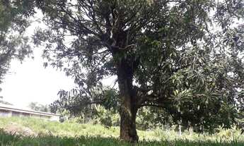 Imagem 6: Terreno em Condomínio Terras Romanas