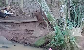 Imagem 4: Ótimo Terreno para Chácara no Vale das Flores - Atibaia