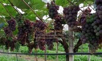 Imagem 1: Sítio em Itatiba