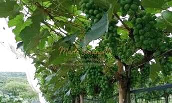 Imagem 7: Sítio em Itatiba