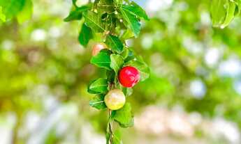 Imagem: Casa escriturada em Condomínio fechado