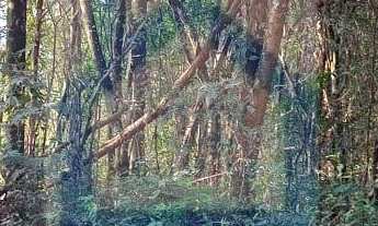 Imagem 6: Área à venda no bairro Linha Nova - Lindolfo Collor/RS