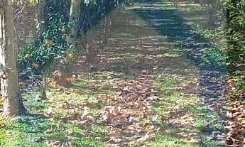 Imagem 7: Chácara à venda no bairro Jardim Panorâmico - Ivoti/RS